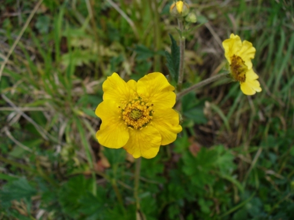 Patagonia: Geum magellanicum (Rosaceae)